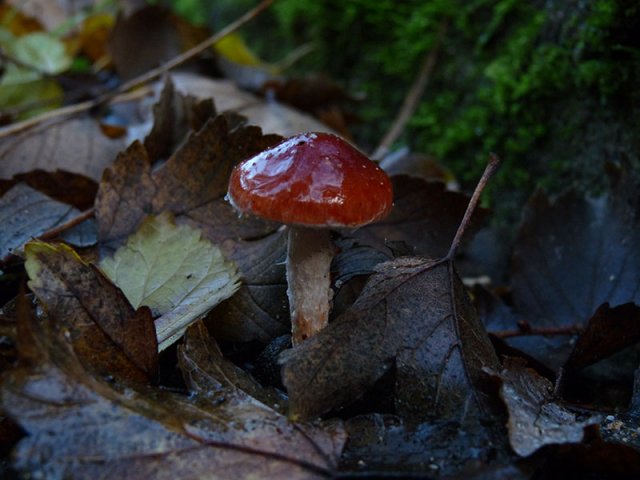 Stropharia aurantiaca2